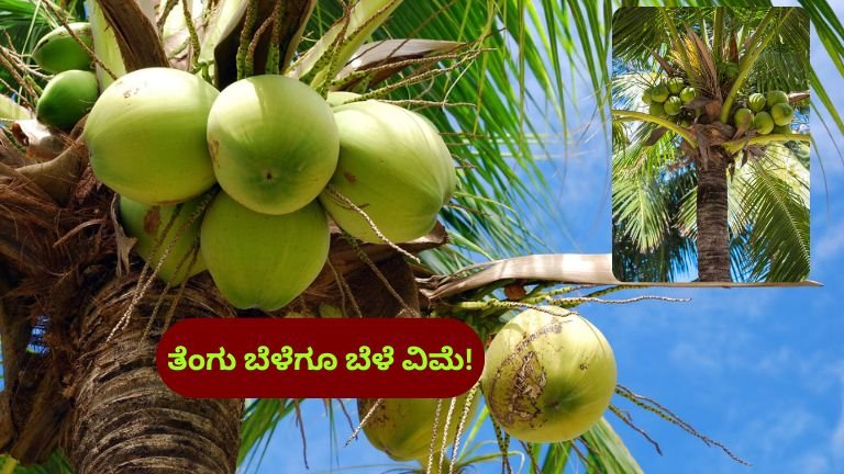 Coconut Insurance: ತೆಂಗು ಬೆಳೆಗಾರರಿಗೆ ಭರ್ಜರಿ ಸುದ್ದಿ – ಶೀಘ್ರದಲ್ಲೇ ತೆಂಗು ಬೆಳೆಗೂ ವಿಮಾ ಭದ್ರತೆ
